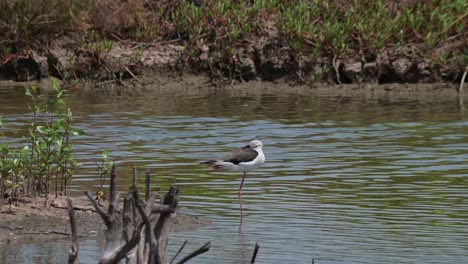 Standing-alone-in-one-leg-then-kicks-multiple-times-to-scratch-while-sleeping,-Black-winged-Stilt-Himantopus-himantopus,-Thailand