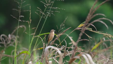 Seen-within-dried-grass-as-it-looks-around-and-wags-its-tail,-Amur-Stonechat-or-Stejneger's-Stonechat-Saxicola-stejnegeri,-Thailand