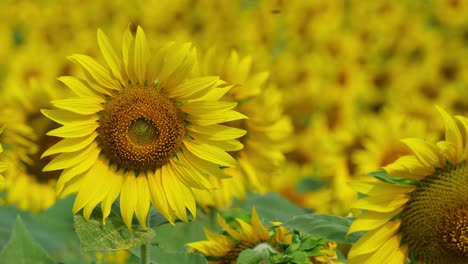 Die-Kamera-Zoomt-Heraus-Und-Zeigt-Diese-Blume-Vorne-Und-Die-Ganze-Gelbe-Armee-Dahinter,-Die-Gewöhnliche-Sonnenblume-Helianthus-Annuus,-Thailand