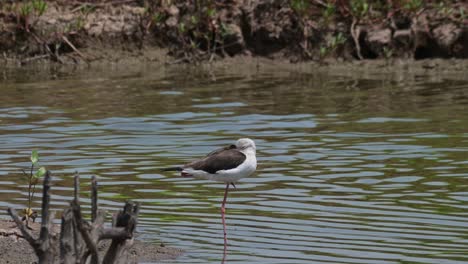 Head-kept-in-its-wing-standing-on-one-leg-and-sleeping-while-the-camera-zooms-in,-Black-winged-Stilt-Himantopus-himantopus,-Thailand