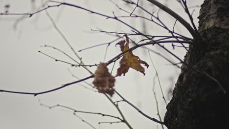 Wenn-Im-Herbst-Die-Blätter-Der-Bäume-Fallen