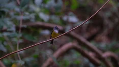 Der-Graukopf-Kanarienvogel-Fliegenschnäpper-Culicicapa-Ceylonensis,-Thailand,-Sitzt-Auf-Einer-Kleinen-Rebe-Und-Schaut-Sich-Dabei-Um,-Während-Die-Kamera-Heranzoomt