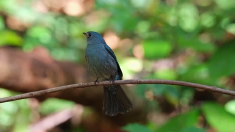 Camera-slides-to-the-right-a-little-while-it-is-spreading-its-tail-wide-as-it-wags-and-looks-to-the-back,-Verditer-Flycatcher-Eumyias-thalassinus,-Thailand