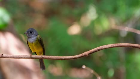 Camera-slides-to-the-left-while-it-zooms-out-revealing-this-individual-looks-around,-Gray-headed-Canary-Flycatcher-Culicicapa-ceylonensis,-Thailand