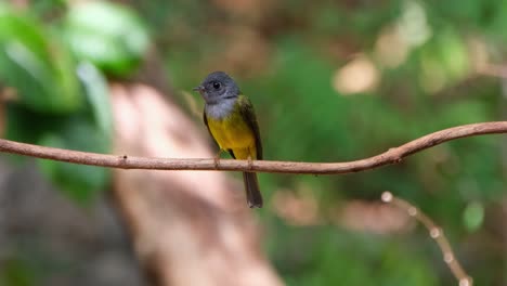 Camera-zooms-out-as-this-individual-looks-around-frantically,-Gray-headed-Canary-Flycatcher-Culicicapa-ceylonensis,-Thailand