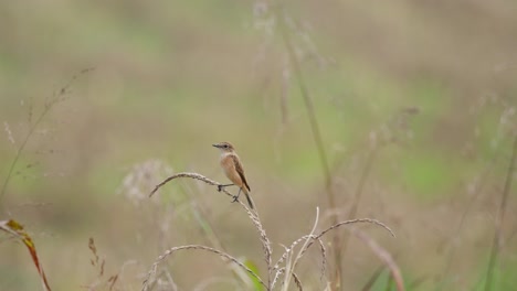 Brown-all-around-while-perched-on-top-of-a-dried-grass-during-a-winter-morning-as-this-bird-migrated-to-Thailand,-Amur-Stonechat-or-Stejneger's-Stonechat-Saxicola-stejnegeri