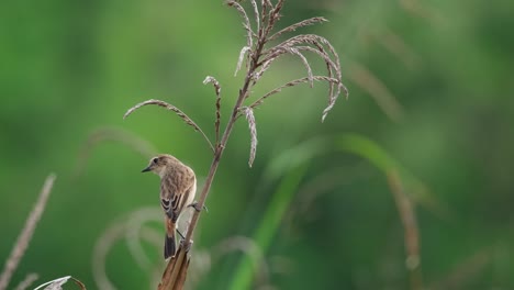 Perched-sideways-and-then-poops-and-flies-away,-Amur-Stonechat-or-Stejneger's-Stonechat-Saxicola-stejnegeri,-Thailand