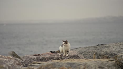 stray-cat-walking-on-the-rocks
