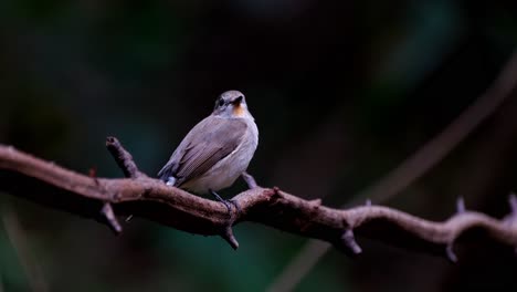 Die-Kamera-Zoomt-Heran,-Während-Dieser-Vogel-Mit-Dem-Schwanz-Wedelt-Und-Sich-Umsieht,-Rotkehlschnäpper-Ficedula-Albicilla,-Thailand