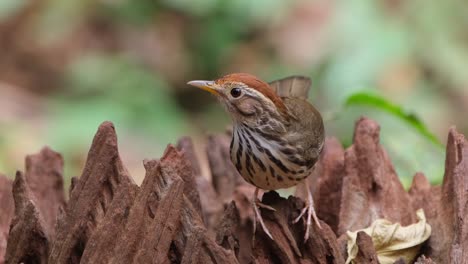 Seen-on-top-of-some-jagged-wood-looking-towards-the-camera-and-around,-Puff-throated-Babbler-or-Spotted-Babbler-Pellorneum-ruficeps,-Thailand
