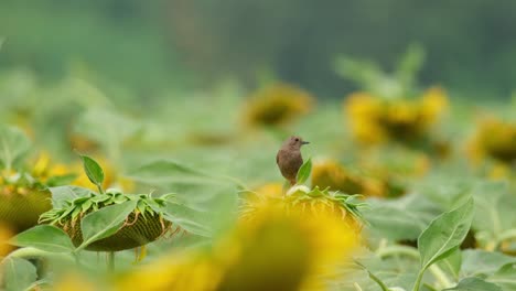 Die-Kamera-Zoomt-Heran,-Während-Dieser-Vogel-In-Die-Kamera-Blickt-Und-Sich-Umschaut,-Trauerschnäpper-Saxicola-Caprata,-Thailand
