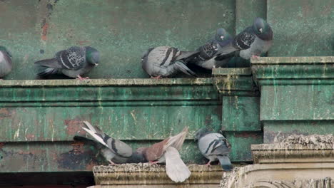 Tauben-Kämpfen-Auf-Einem-Schmutzigen-Dachsims-In-New-York-City