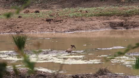 A-Hamerkop,-an-African-water-bird,-walks-through-a-shallow-pool