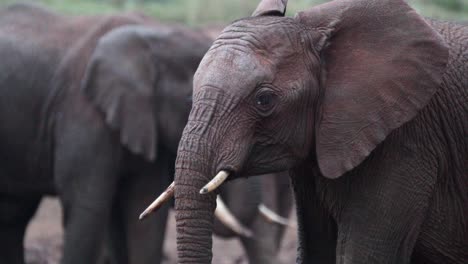 Afrikanische-Elefanten-Im-Wilden-Busch-Des-Aberdare-Nationalparks,-Kenia,-Afrika