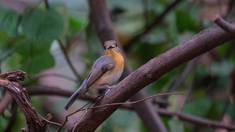 Seen-from-its-side-while-facing-to-the-right-as-it-looks-towards-the-camera-zooming-out,-Indochinese-Blue-Flycatcher-Cyornis-sumatrensis-Female,-Thailand