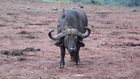 Afrikanischer-Kapbüffel-Kaut-Nahrung,-Während-Madenhacker-Parasiten-Auf-Seinem-Körper-Frisst