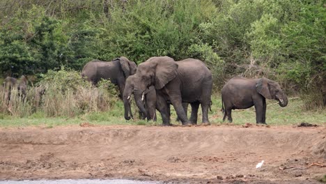 Elefantes-Africanos-De-Distintas-Edades-Se-Reúnen-A-Lo-Largo-De-La-Orilla