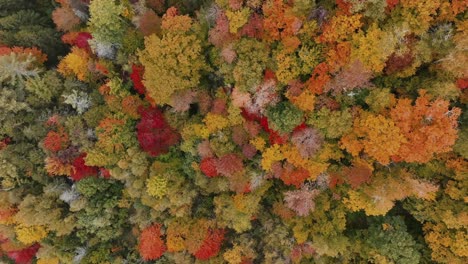 Herbstfärbung-Im-Wald-Mit-Dichten-Bäumen