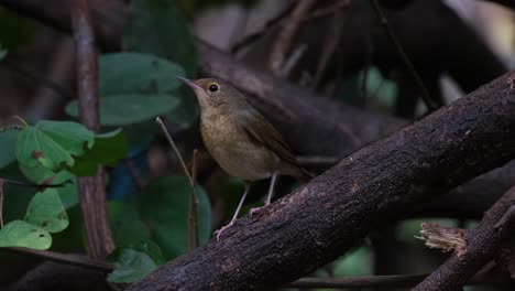 Camera-zooms-in-as-this-bird-is-facing-to-the-left,-Siberian-Blue-Robin-Larvivora-cyane-Female,-Thailand