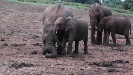 Mother-Elephant-Kneels-Down-Next-To-Her-Calf-In-The-Forest