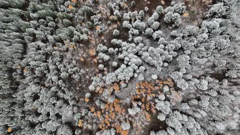 Draufsicht-Auf-Schneebedeckte-Bäume-über-Dem-Berg-Des-Sawtooth-National-Forest-In-Idaho,-USA