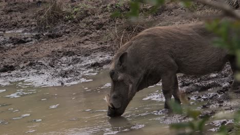 Warthog-drinks-from-a-shallow-pool,-reflection-of-a-kudu-in-the-water