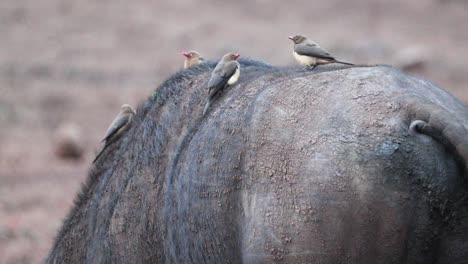 Oxpeckers-Birds-At-The-Back-Of-Buffalo