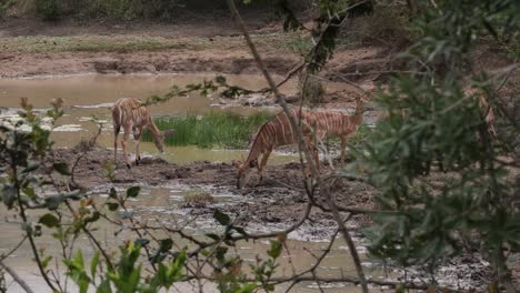 Hidden-in-the-bushes-I-see-five-kudu-coming-to-drink-at-the-mud-pool
