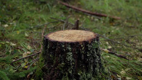 Tree-stump-freshly-cut,-shot-with-Sony-FX3