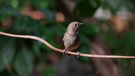 Camera-zooms-while-perched-on-a-vine-looking-to-the-right,-White-throated-Rock-Thrush-Monticola-gularis,-Thailand