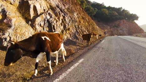 cows-by-the-side-of-the-road-on-top-of-the-mountains