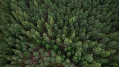 Aerial-following-shot-of-Scandinavian-finnish-forest-and-forestry-machine-Ponsse-Scorpion-harvester,-shot-with-DJI-Air-2s