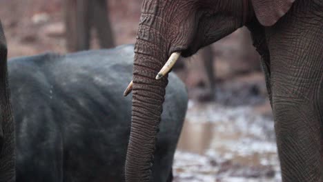 Huge-African-Bush-Elephant-Trunk-Eating.-Closeup-Shot