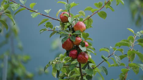 Shiny-red-apples-on-the-branches-of-a-young-apple-in-one-of-Hardanger's-orchards