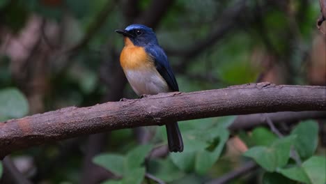 Facing-to-the-left-while-the-camera-slides-to-the-left-and-zooms-out-showing-this-lovely-perching-scenario,-Indochinese-Blue-Flycatcher-Cyornis-sumatrensis-Male,-Thailand