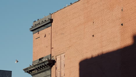 Pigeons-Flying-in-Late-Afternoon-Sunlight-in-Harlem,-New-York-City