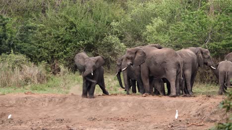 Ein-Afrikanischer-Elefant-Legt-Sich-In-Die-Herde-Und-Reibt-Seinen-Bauch-Am-Boden