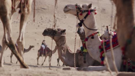 Tourists-riding-camels-outside-the-Giza-pyramids-in-Egypt,-Egypt,-Cairo,-Pyramids