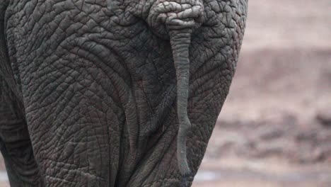 Detrás-De-Un-Elefante-Africano-Con-Piel-Arrugada-En-El-Safari-Salvaje