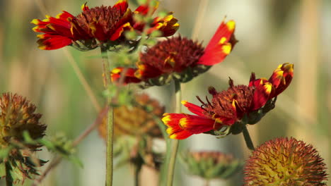 Honeybee-Feeding-On-Indian-Blanket-Flowers-In-The-Garden-In-Summer