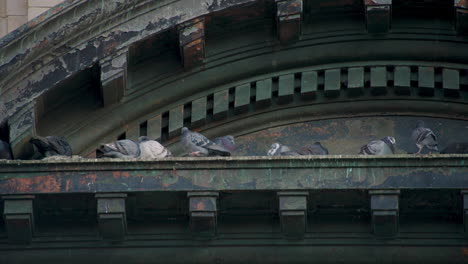 Pigeons-on-Decorative-Ledge-of-Old-Building-in-new-York-City