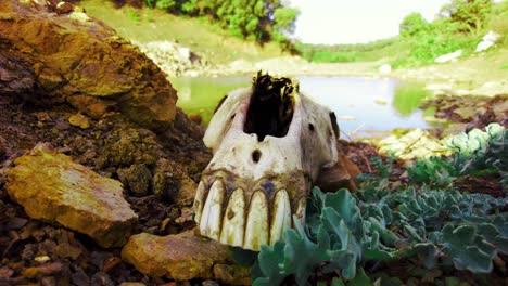 Un-Esqueleto-De-Un-Caballo-Muerto-En-Un-Pequeño-Lago-En-La-Cima-De-La-Montaña