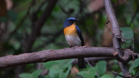 Perched-on-a-big-branch-looking-towards-the-camera-and-then-turns-to-the-right,-Indochinese-Blue-Flycatcher-Cyornis-sumatrensis-Male,-Thailand