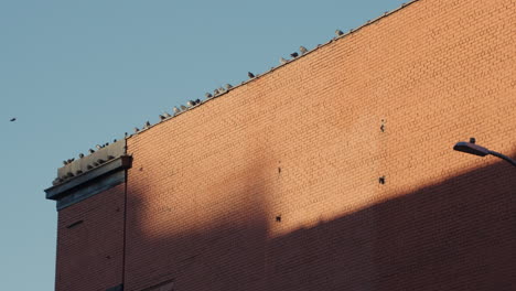 Pigeons-Land-on-Rooftop-of-Brick-Building-in-New-York-City