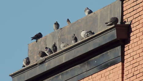 Group-of-Pigeons-on-Harlem-NYC-Rooftop