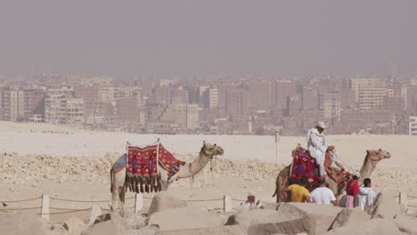 Camels-used-to-tour-the-Egyptian-pyramids,-which-are-very-close-to-the-city,-a-tour-guide-riding-a-camel,-Egypt-,-Cario