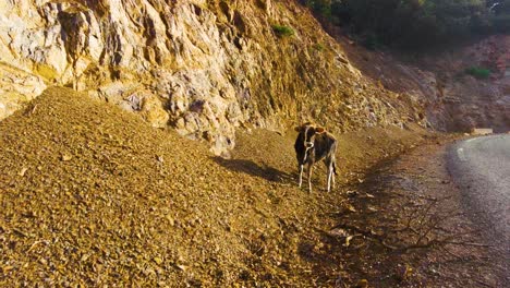 Vacas-Al-Lado-De-La-Carretera-En-La-Cima-De-Las-Montañas