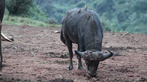 Cape-Buffalo-Pee-On-The-Mountains-In-Kenya,-East-Africa