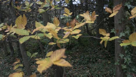 Yellow-leaves-in-autumn-swaying-in-the-breeze-in-a-forest,-pan-right-to-left