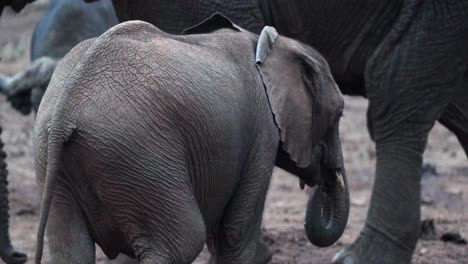 Kleines-Elefantenkalb,-Das-Mit-Seiner-Familie-Im-Aberdare-Nationalpark,-Kenia,-Spaziert